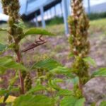 consider-vegetation-succession-in-solar-park-planning-to-avoid-future-challenges