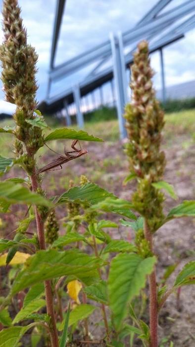 consider-vegetation-succession-in-solar-park-planning-to-avoid-future-challenges