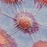 how-cancer-cells-manipulate-the-immune-system-by-modifying-mitochondrial-function