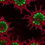 single-amino-acid-alteration-transforms-breast-cancer-cells-into-stem-cell-like-phenotype