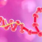 non-coding-rna:-key-players-in-protein-synthesis-and-cellular-stress-response