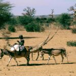 groundbreaking-study-reveals-the-origins-of-africa’s-largest-pastoral-community