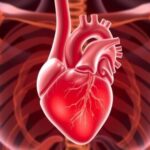study-reveals-mechanical-heart-valve-replacements-enhance-long-term-survival-rates