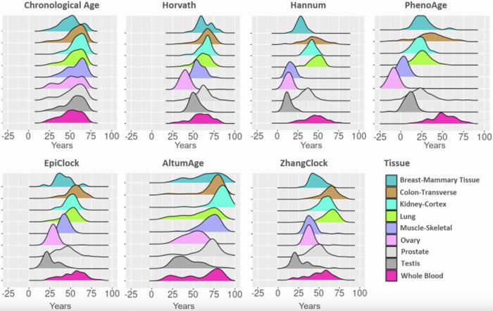 tailoring-dna-methylation-clocks:-the-need-for-tissue-specific-adjustments-in-aging-estimates