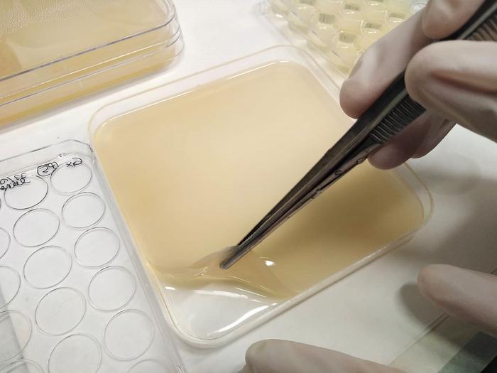 bacterial-cellulose-enhances-regeneration-in-plant-tissues