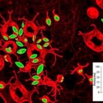 mage-4-fuels-tumor-growth-by-inhibiting-antitumor-immune-responses