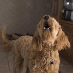 pandemic-pet-owners-experience-increased-challenges-of-dog-ownership