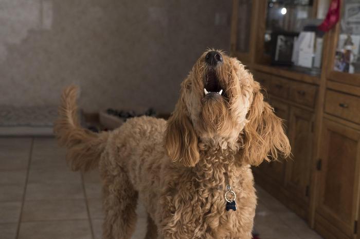 pandemic-pet-owners-experience-increased-challenges-of-dog-ownership