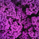 diabetes-linked-to-antimicrobial-resistance-in-mouse-study