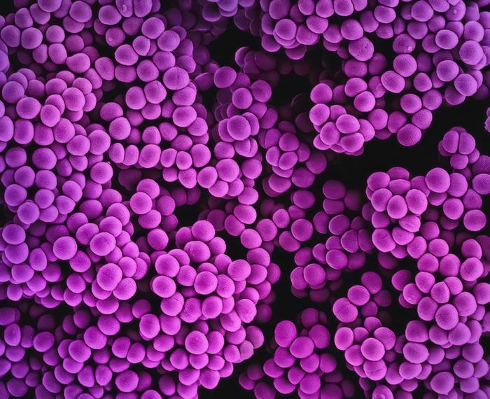 diabetes-linked-to-antimicrobial-resistance-in-mouse-study