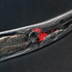 study-reveals-how-hyperactivated-neurons-contribute-to-age-related-declines-in-behavior