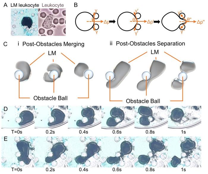 researchers-develop-versatile-biomimetic-liquid-metallic-leukocytes-with-chemotactic-properties