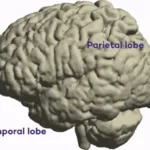 research-unveils-new-brain-regions-involved-in-intended-speech