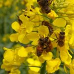 extensive-global-research-reveals-pesticides-as-key-factor-in-biodiversity-crisis