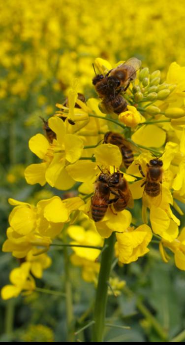 extensive-global-research-reveals-pesticides-as-key-factor-in-biodiversity-crisis