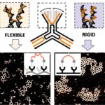 breakthrough-discovery-unveils-mechanism-behind-molecular-network-formation