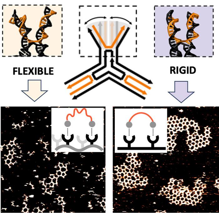 breakthrough-discovery-unveils-mechanism-behind-molecular-network-formation