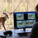 introducing-yolo-behavior:-a-breakthrough-method-for-rapidly-analyzing-animal-behaviors-in-video