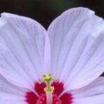 new-study-uncovers-role-of-red-stigmas-in-wind-pollinated-flowers