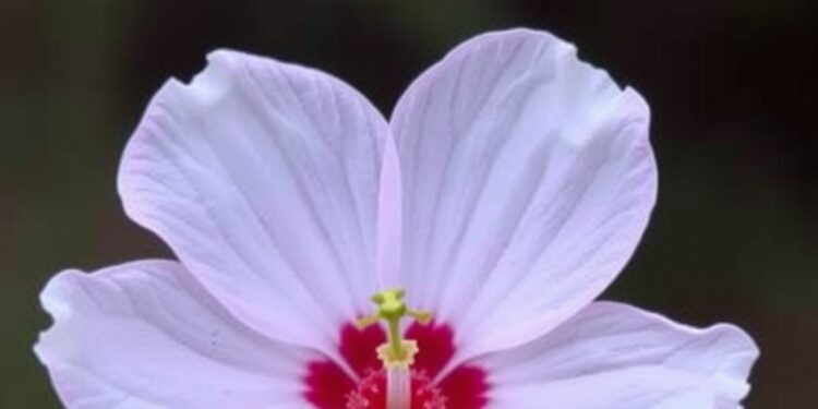 new-study-uncovers-role-of-red-stigmas-in-wind-pollinated-flowers