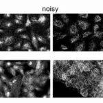 latest-cellpose-version-detects-cell-boundaries-in-challenging-conditions
