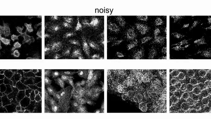 latest-cellpose-version-detects-cell-boundaries-in-challenging-conditions