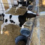 eliminating-h5n1-in-waste-milk:-a-novel-alternative-to-pasteurization