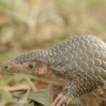 world-pangolin-day:-unveiling-new-genomes-to-support-conservation-of-the-most-trafficked-mammal