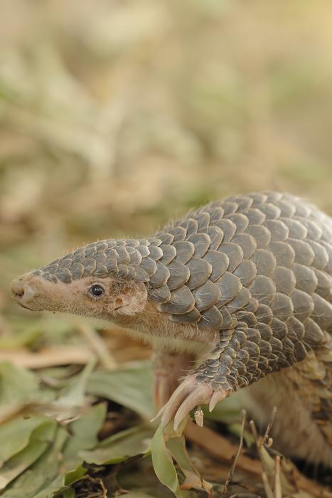 world-pangolin-day:-unveiling-new-genomes-to-support-conservation-of-the-most-trafficked-mammal