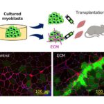 cellular-scaffold-paves-the-way-for-groundbreaking-myoblast-implantation-in-healthy-muscle