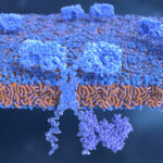 ai-guided-receptor-engineering-to-improve-performance-in-cell-therapies