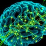 breakthrough-circuit-sheds-light-on-how-the-brain-identifies-familiar-and-significant-stimuli