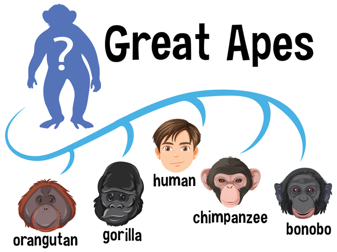genetic-changes-that-shaped-human-brain-evolution