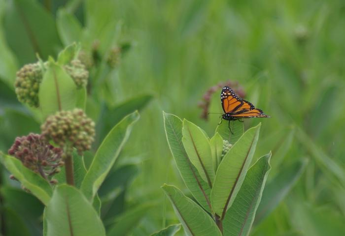montana-state-ecologist-discovers-eastern-monarch-butterflies-postponing-fall-migration
