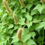 examining-the-aggressive-invasiveness-of-japanese-knotweed