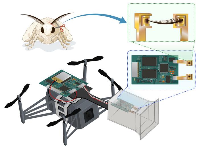 bio-hybrid-drone-harnesses-silkworm-moth-antennae-for-olfactory-navigation