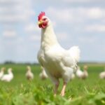 new-study-shows-feed-additives-effectively-lower-campylobacter-levels-in-free-range-broilers