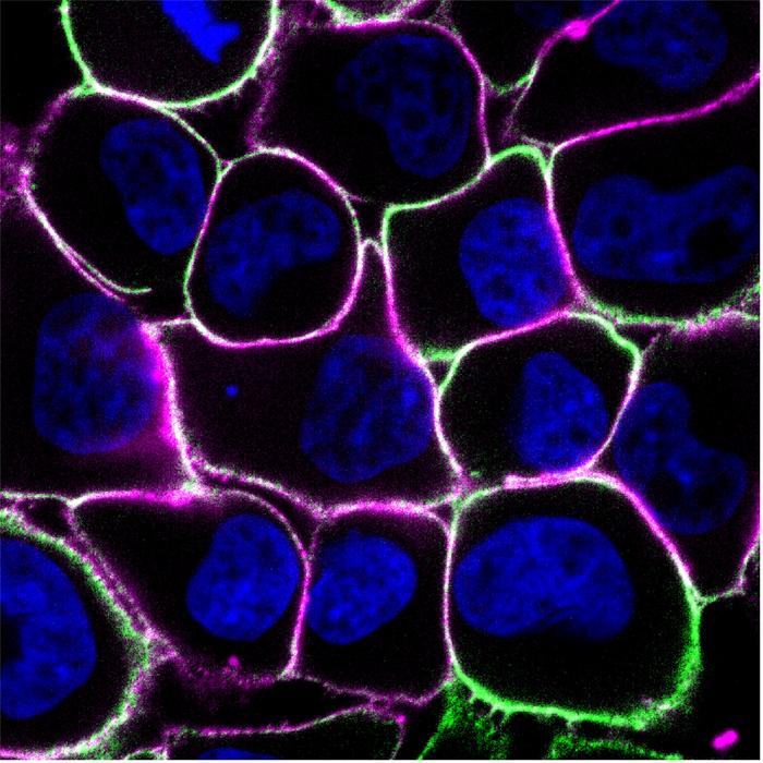 cancer-cells-cooperate-to-obtain-nutrients-from-the-environment