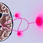 new-study-unveils-navtemadlin’s-role-in-glioblastoma,-suggesting-enhanced-treatment-opportunities
