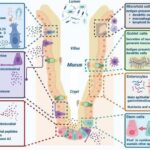 unraveling-the-unfolded-protein-response:-a-crucial-factor-in-gut-health-and-disease
