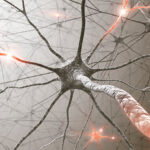 fragile-x-phenotypes-reversed-in-mice-by-targeting-nmda-receptors