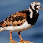 new-study-uncovers-180-fold-increase-of-‘forever-chemicals’-in-avian-species