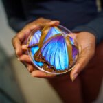 revolutionary-imaging-technique-for-cancer-diagnosis-draws-inspiration-from-butterfly-wings