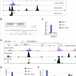 new-p53-targets-uncovered-by-researchers-to-enhance-cancer-treatment-strategies