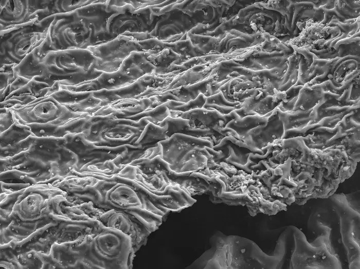 new-research-shows-brewing-tea-effectively-eliminates-lead-contamination-in-water