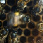 virginia-tech-research-uncovers-how-honeybee-dance-styles-influence-foraging-success