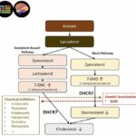 common-medications-linked-to-unexpected-disruption-of-cholesterol-and-brain-development