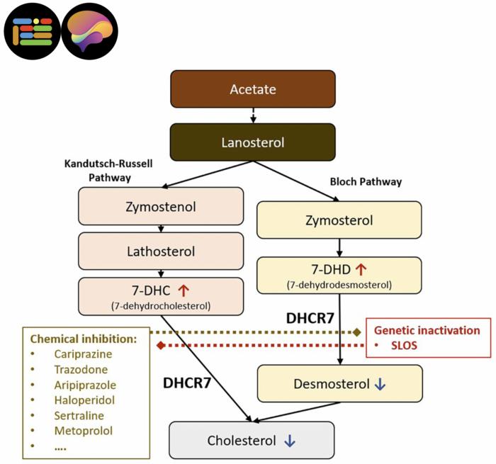 common-medications-linked-to-unexpected-disruption-of-cholesterol-and-brain-development
