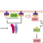 breakthroughs-in-targeted-treatments-for-cancers-with-pik3ca-mutations
