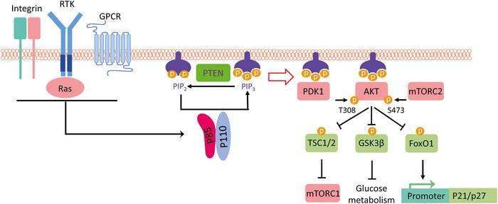 breakthroughs-in-targeted-treatments-for-cancers-with-pik3ca-mutations
